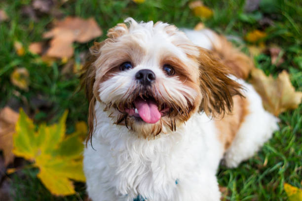 Cute Shitzu puppy in the park Cute Shitzu puppy in the park, autumn outdoors tibetan lion dog stock pictures, royalty-free photos & images