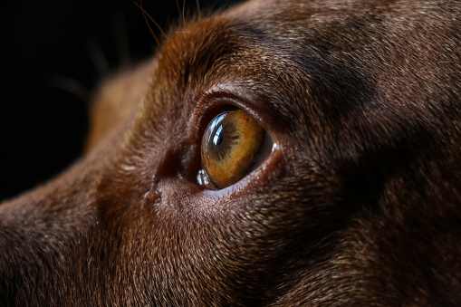 A close-up of the eye and head of a Hungarian Vizsla dog