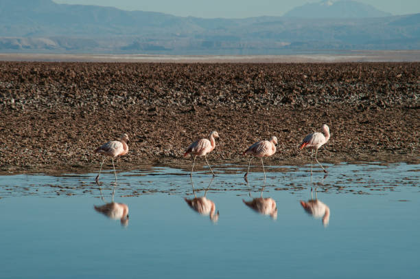 istock Flamingos in the Atacama desert 1222293352
