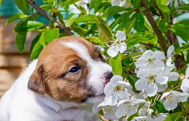 Photo of cute little puppy bitch jack russell terrier sniffs cherry flowers. Natural background. Home garden