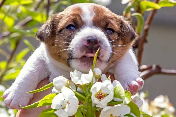 Photo of cute little puppy bitch jack russell terrier looks at pear flowers in the sun. Natural background. Home garden