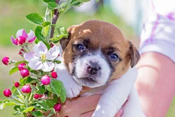 Photo of cute little puppy bitch jack russell terrier next to a blossoming apple tree. natural background. Home garden