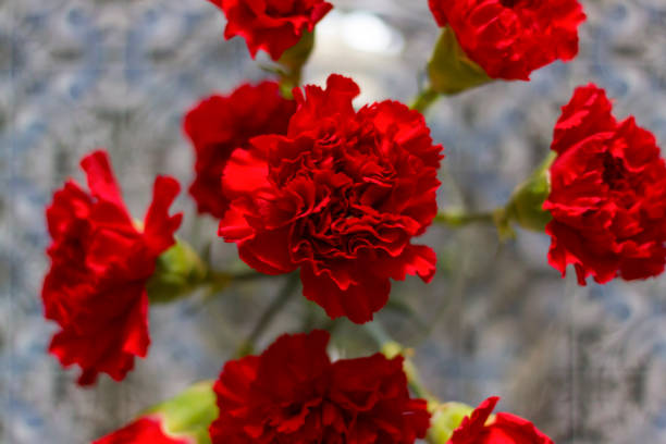 Top view of red carnations Top view of red carnations. Portuguese revolution symbol 1974 photos stock pictures, royalty-free photos & images