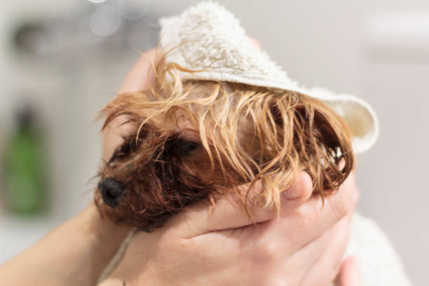 istock Dry wet yorkshire dog with bath towel. Close-up view 1222296500