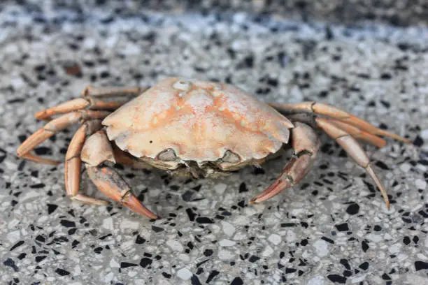 Photo of beach crab (Carcinus maenas)