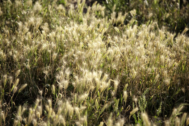 istock Ears of wheat in the field 1222298508