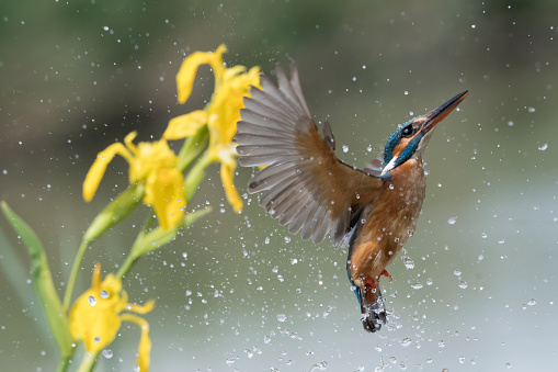 Kingfisher emerges from the water after a dive