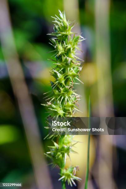 Southern Sandbur Macro With Plant Burrs Hollywood Florida Usa Stock Photo - Download Image Now