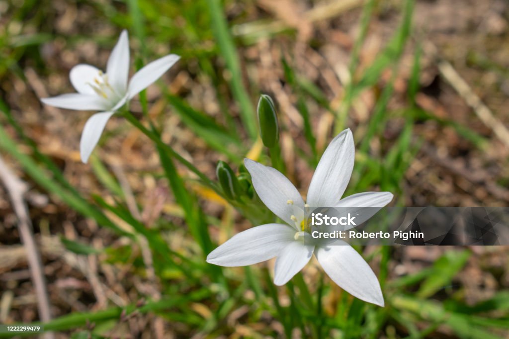 Flores En Forma De Estrella Blanca Foto de stock y más banco de imágenes de Angiosperma - Angiosperma, Botánica, Bulbo - iStock Flores En Forma De Estrella Blanca Foto de stock y más banco de imágenes de Angiosperma - Angiosperma, Botánica, Bulbo - iStock