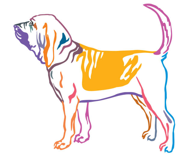 Colorful decorative portrait of Bloodhound Dog vector illustration Colorful contour decorative portrait of standing in profile Bloodhound Dog, vector isolated illustration on white background bloodhound stock illustrations