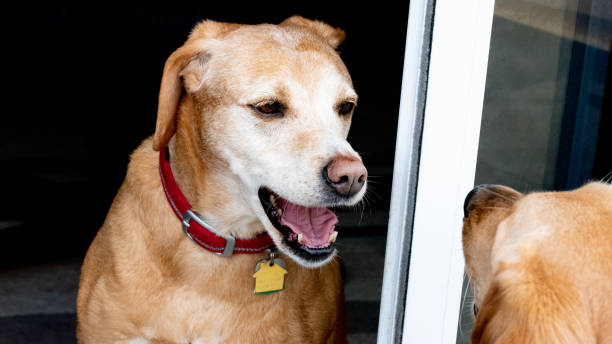 istock My Best Friend is My Dog 1222300499