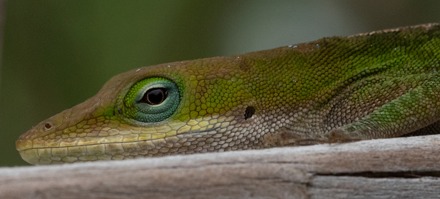 Close-up of a female Iguana Delicatissima, a Lesser Antillean Iguana species
