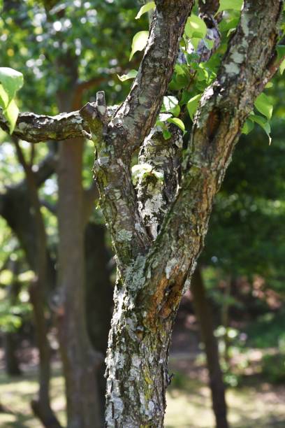 istock Japanese apricot tree 1222300722