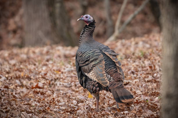 istock Wild Turkey Hen in a Georgia Forest this Autumn 1222303437