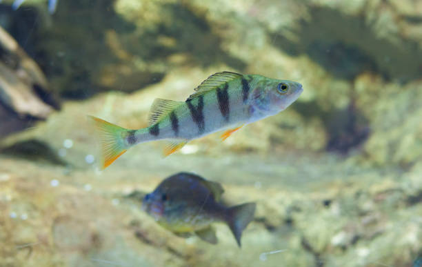 istock Perca fluviatilis, commonly known as  common perch or European perch 1222303564