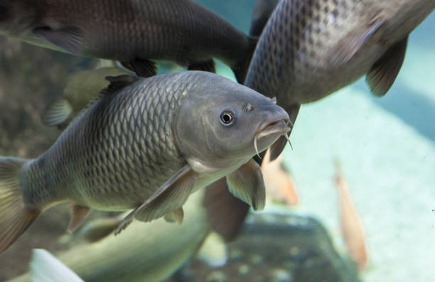 A tranquil scene of sacred carp swimming in the green waters of Balıklıgöl (Pool of Abraham) in Şanlıurfa, Turkey. The site is a revered location tied to the legend of Prophet Abraham, making it a significant pilgrimage destination. Feeding the fish is considered an auspicious act, as they are believed to be holy and protected.