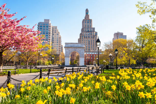 flores que florecen en washington square park en primavera - greenwich village fotografías e imágenes de stock