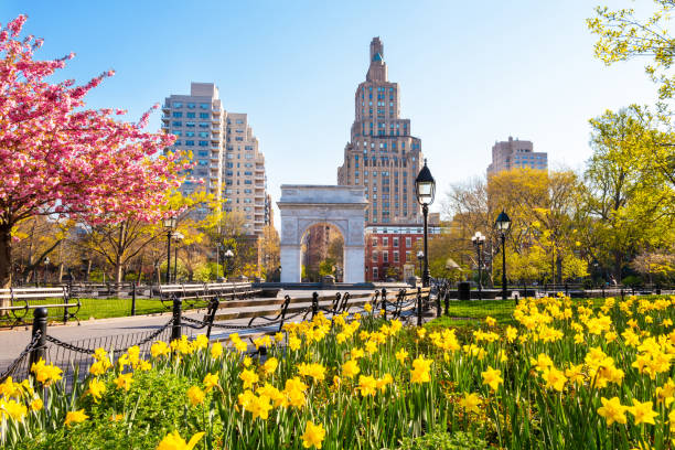 Flowers blooming in Washington Square Park in spring stock photo