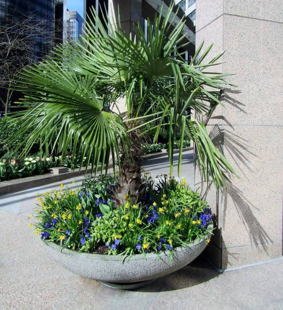 Windmill palm tree plant in large pot outside of city building Windmill palm tree or trachycarpus fortune plant in large pot beside building. Vancouver downtown, BC, Canada trachycarpus photos stock pictures, royalty-free photos & images