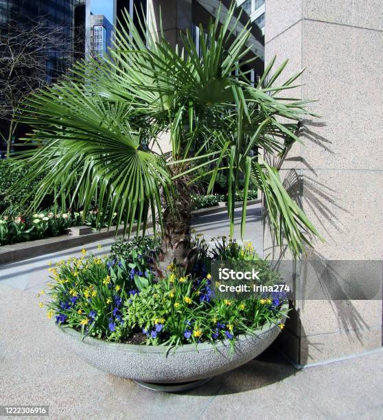Windmill Palm Tree Plant In Large Pot Outside Of City Building Stock Photo - Download Image Now