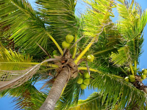 Coconut palm tree top with green coconuts Coconut palm tree top with green coconuts against blue sky tropical fruit photos stock pictures, royalty-free photos & images