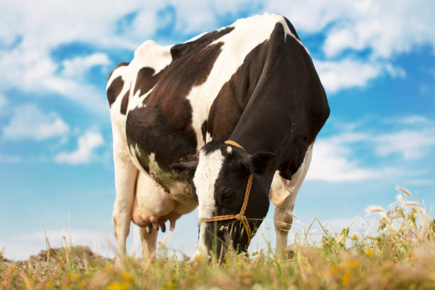 mucca che mangia erba sotto il cielo estivo. - bestiame bovino di friesian foto e immagini stock