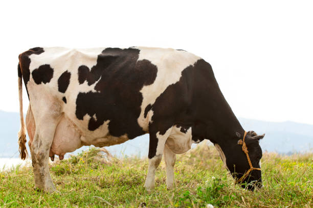 istock Cow eating grass under the summer sky. 1222306923
