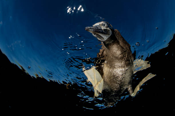 Booby sea bird looking underwater stock photo