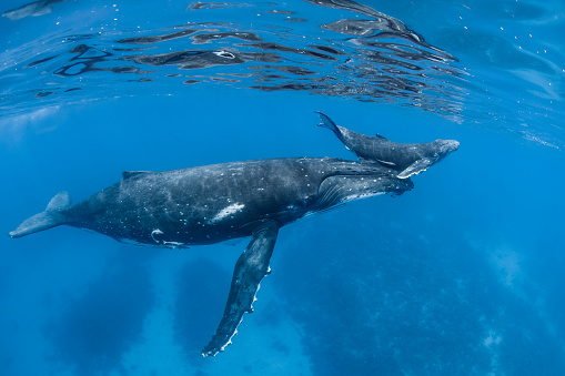 Baby humpback whale calf gets lifted to the surface by its mother.