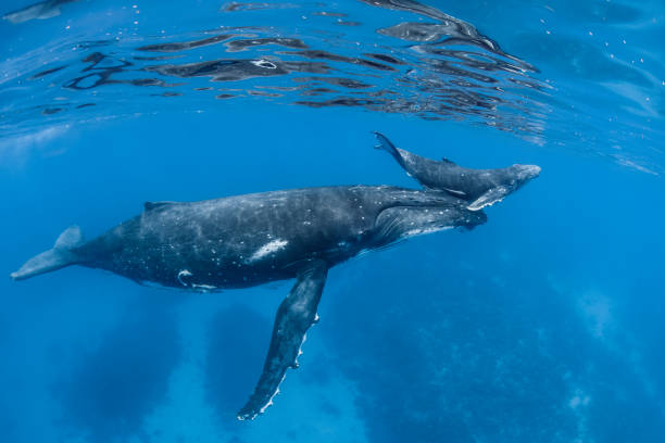 Humpback whale, mother and calf Baby humpback whale calf gets lifted to the surface by its mother. humpback whale photos stock pictures, royalty-free photos & images