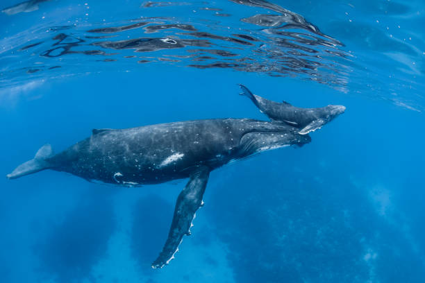 Humpback whale, mother and calf Baby humpback whale calf gets lifted to the surface by its mother. scuba diving family stock pictures, royalty-free photos & images
