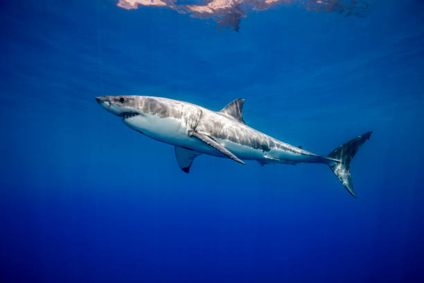 Great white shark stock photo