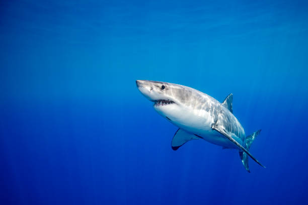 Great white shark Great white shark underwater. great white shark stock pictures, royalty-free photos & images