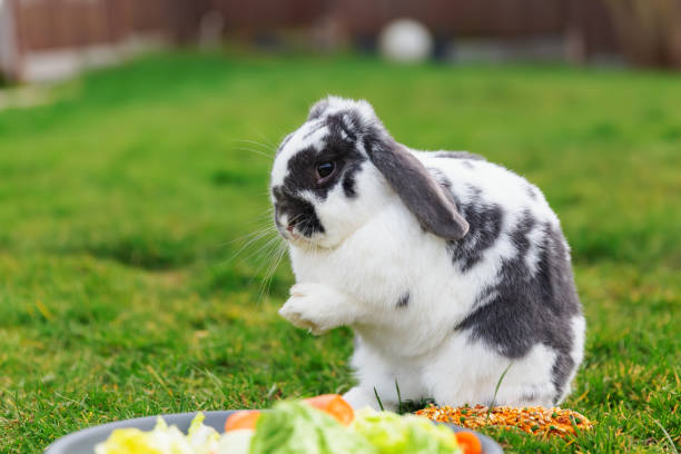 istock house rabbit in front of a salad bowl 1222309356