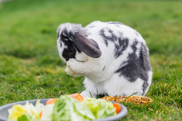 istock house rabbit in front of a salad bowl 1222309358