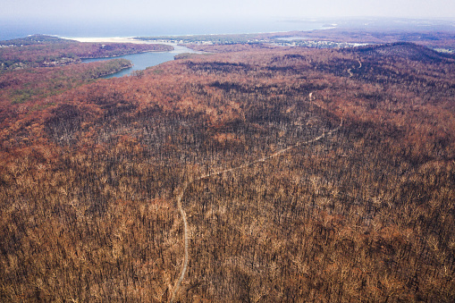 Burnt out rainforest near coastline from out of control bush fire in Australia summer.