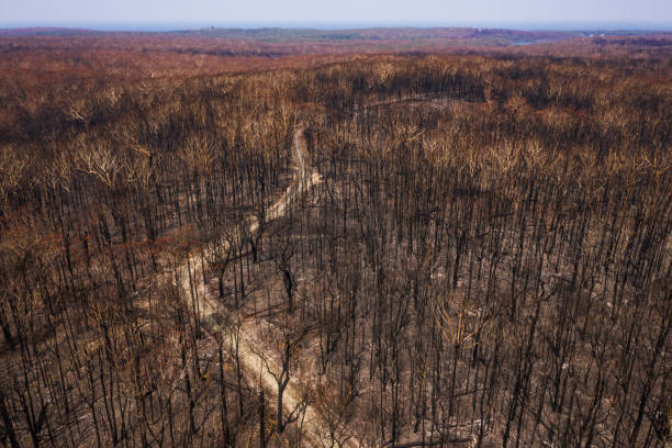 istock Aerial view of burnt out destroyed forest with road 1222309708
