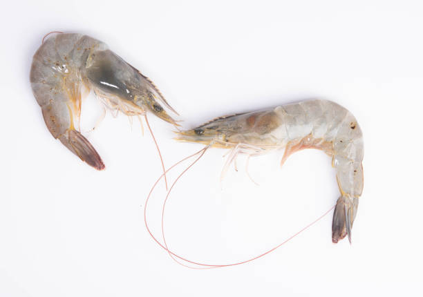 istock Fresh shrimp, seafood under the white background 1222309714
