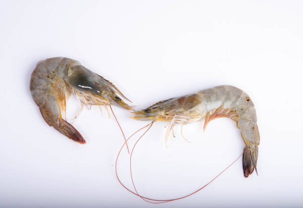 istock Fresh shrimp, seafood under the white background 1222309715