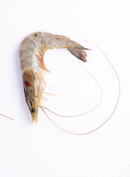 istock Fresh shrimp, seafood under the white background 1222309716