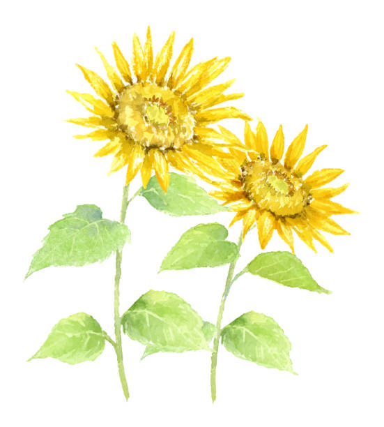 ilustrações, clipart, desenhos animados e ícones de ilustração aquarela de girassóis. - sunflower side view yellow flower