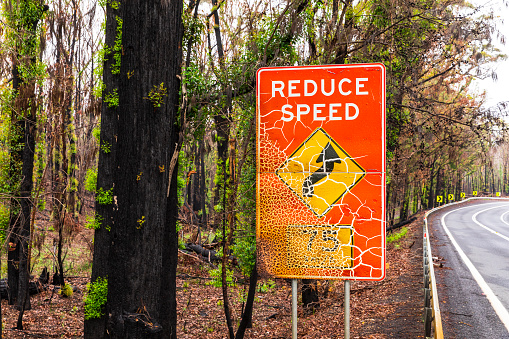 Burnt road sign and regrowth from forest fire during Australian Bush Fires.