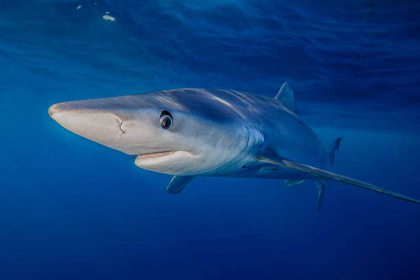 Blue Shark stock photo