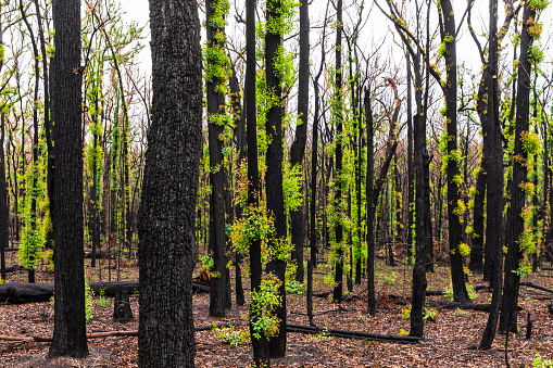 Forest regrowth with black charcoal trees after forest fire during an Australian Summer