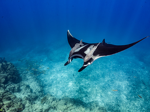 Giant Manta ray with ramoras swims over a shallow reef.