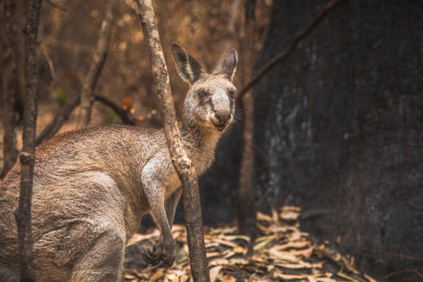 istock Kangaroo in burnt forest after bushfires 1222310716