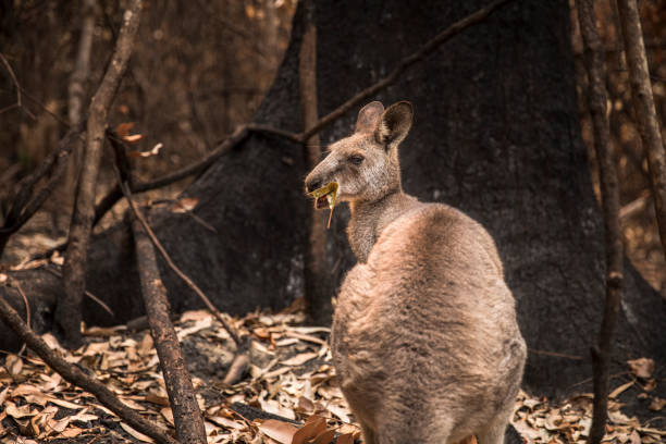 istock Kangaroo eating in burnt forest after bushfires 1222310726