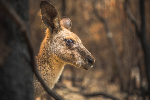 istock Sad looking Kangaroo in burnt forest after bushfires 1222310744