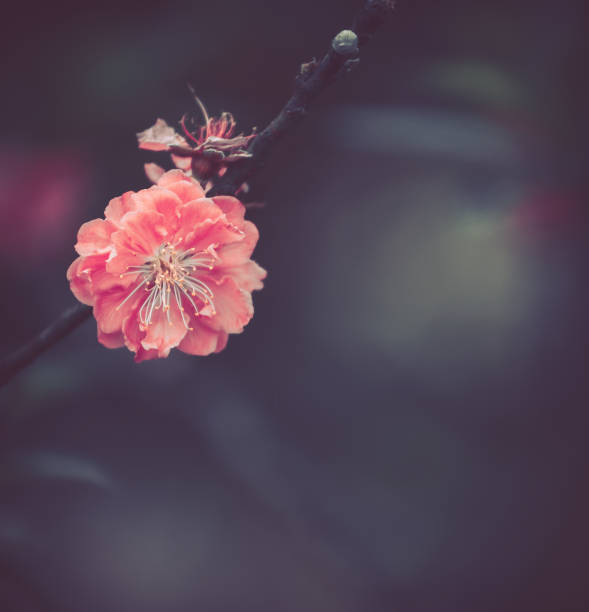 istock Peach Tree Blossom, Flower Background; Vintage style 1222310763