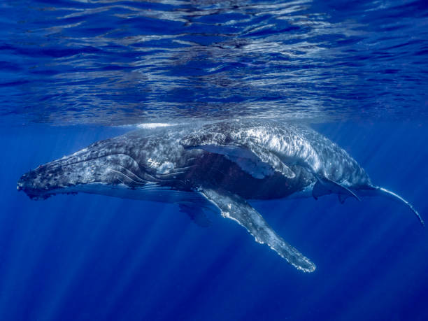 Humpback whale mother and her calf underwater stock photo